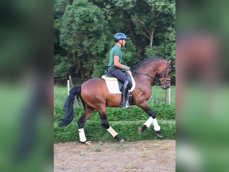 PRE Stallion 10 years 16 hh Bay in Navalafuente