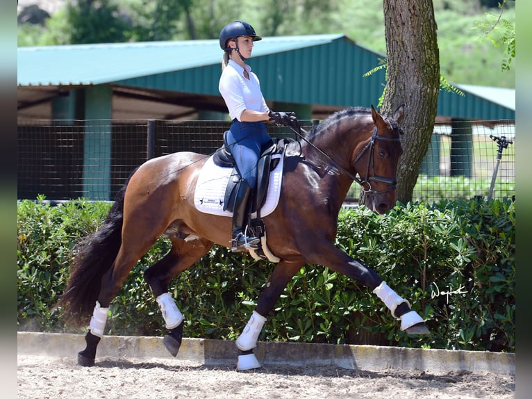 PRE Mix Stallion 10 years 16 hh Brown in Los Barrios