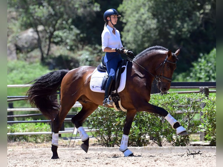 PRE Mix Stallion 10 years 16 hh Brown in Los Barrios