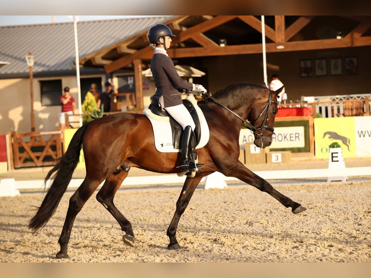 PRE Mix Stallion 10 years 16 hh Brown in Los Barrios