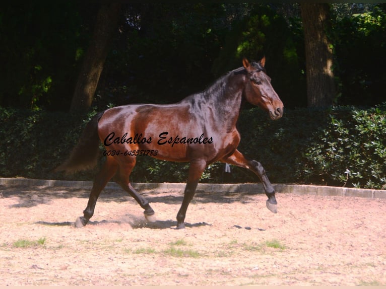 PRE Mix Stallion 10 years 16 hh Brown in Vejer de la Frontera