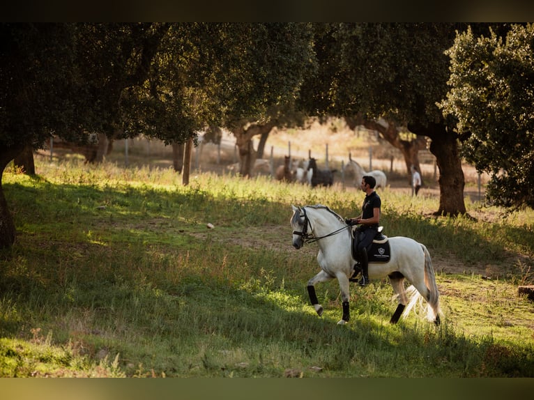 PRE Stallion 10 years 16 hh Gray in Salamanca