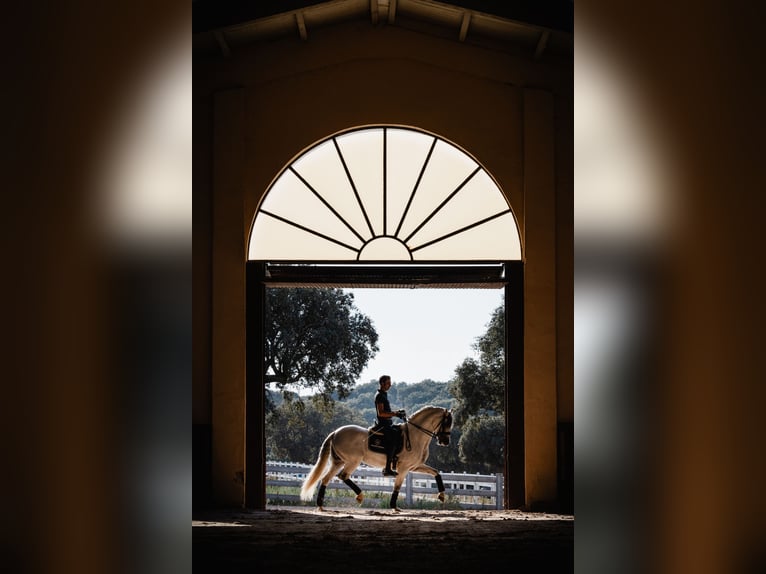 PRE Stallion 10 years 16 hh Gray in Salamanca