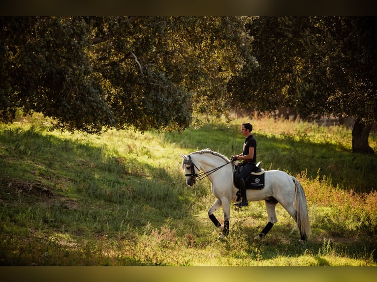 PRE Stallion 10 years 16 hh Gray in Salamanca