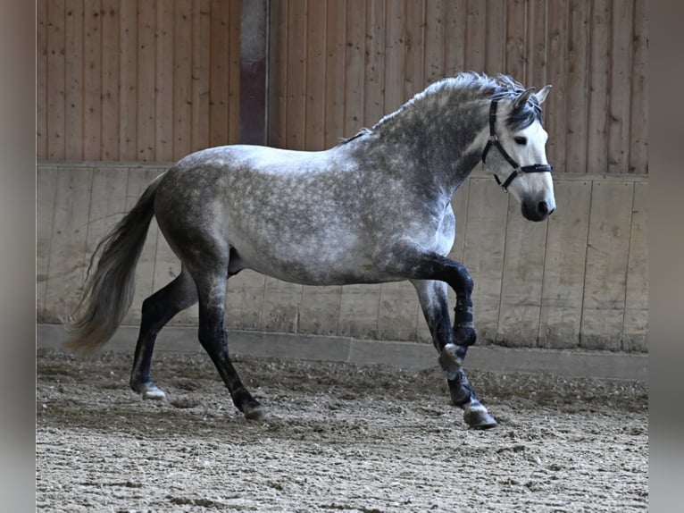 PRE Stallion 10 years 16 hh Gray in Gundelfingen
