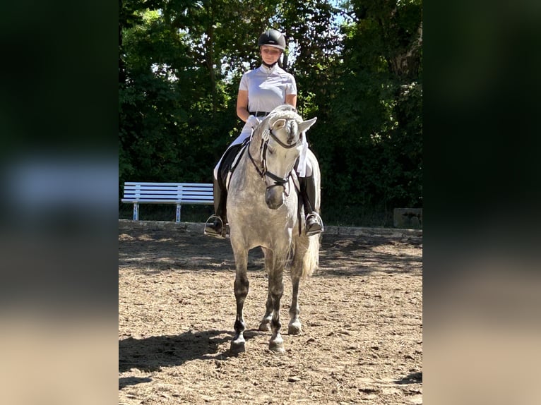 PRE Stallion 10 years 16 hh Gray in Gundelfingen