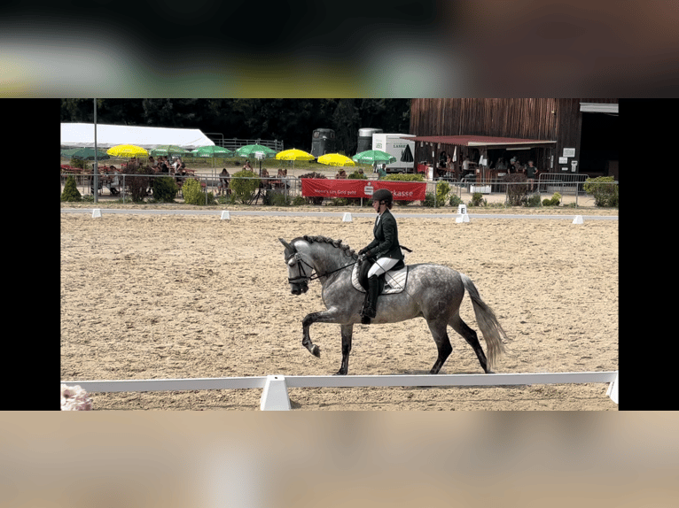 PRE Stallion 10 years 16 hh Gray in Gundelfingen