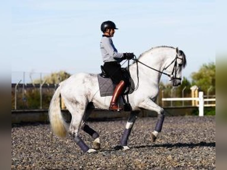 PRE Mix Stallion 10 years 16 hh Grey in Sevilla