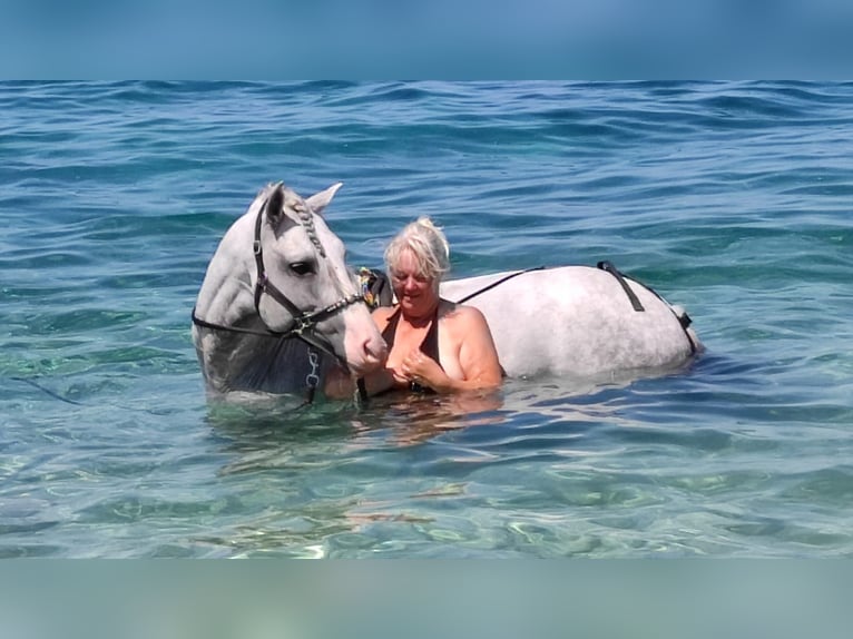 PRE Stallion 10 years 16 hh Grey in Zadar