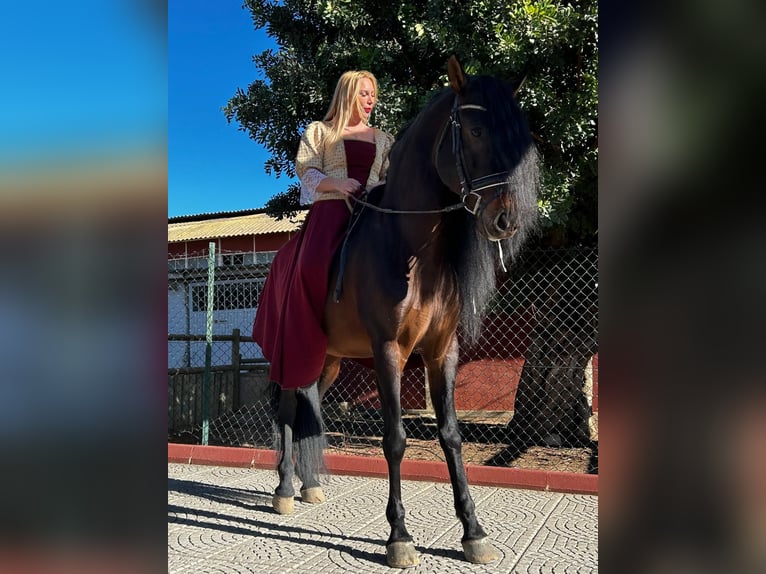 PRE Mix Stallion 10 years 16 hh Smoky-Black in picassent