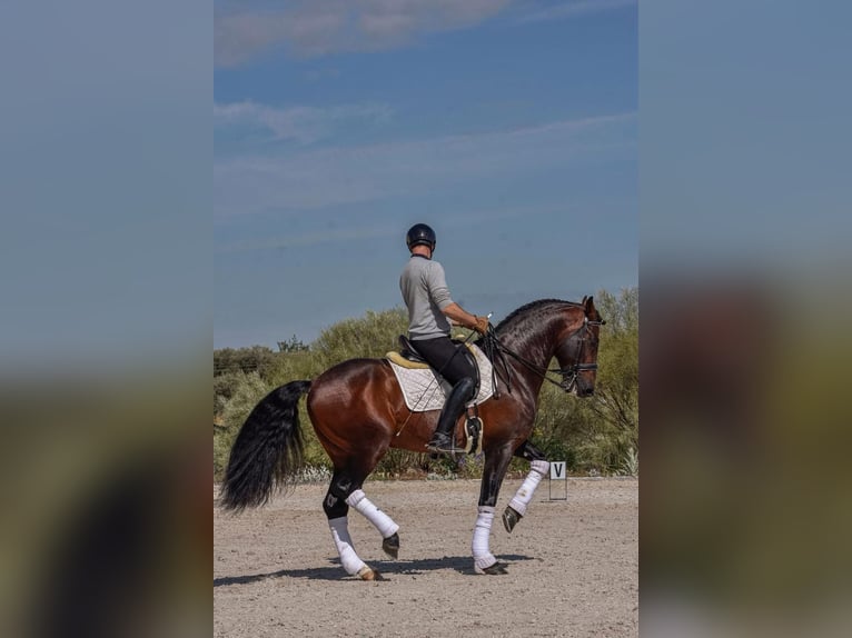 PRE Stallion 10 years 16,1 hh Brown in Andujar