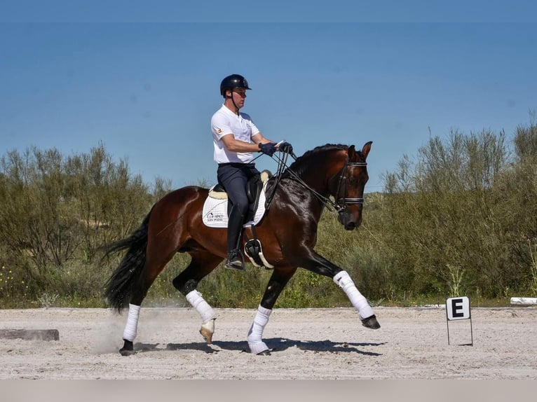PRE Stallion 10 years 16,1 hh Brown in Andujar