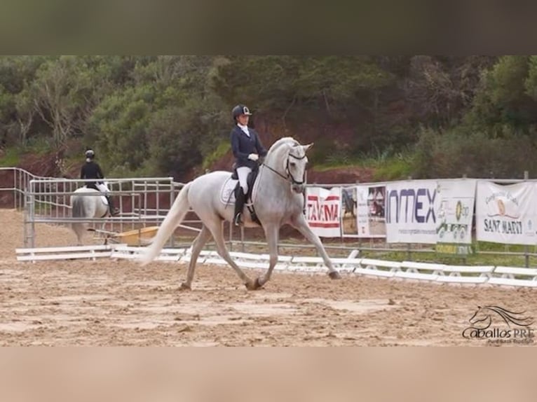 PRE Stallion 10 years 16,2 hh Grey in Mallorca