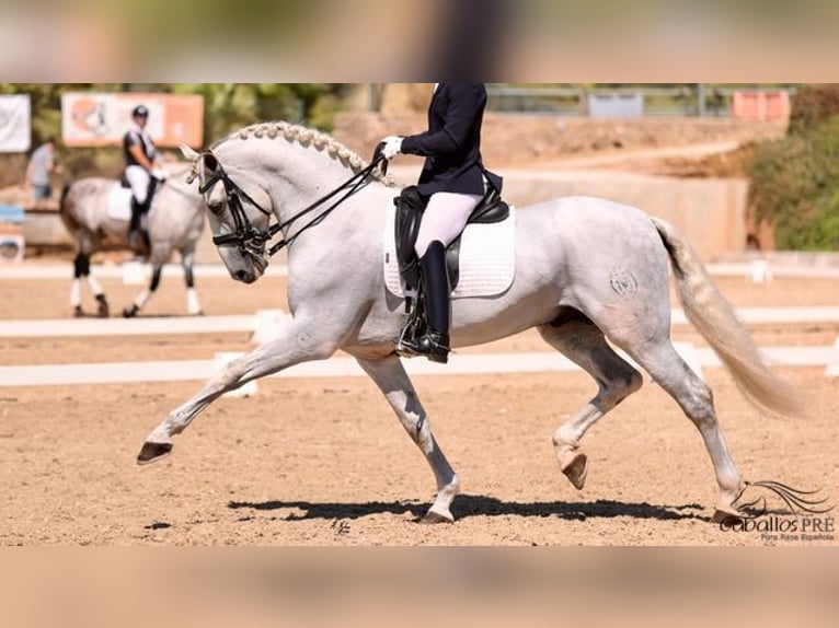 PRE Stallion 10 years 16,2 hh Grey in Mallorca