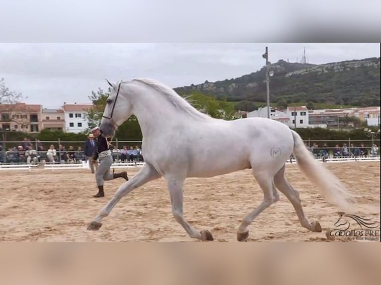 PRE Stallion 10 years 16,2 hh Grey in Mallorca