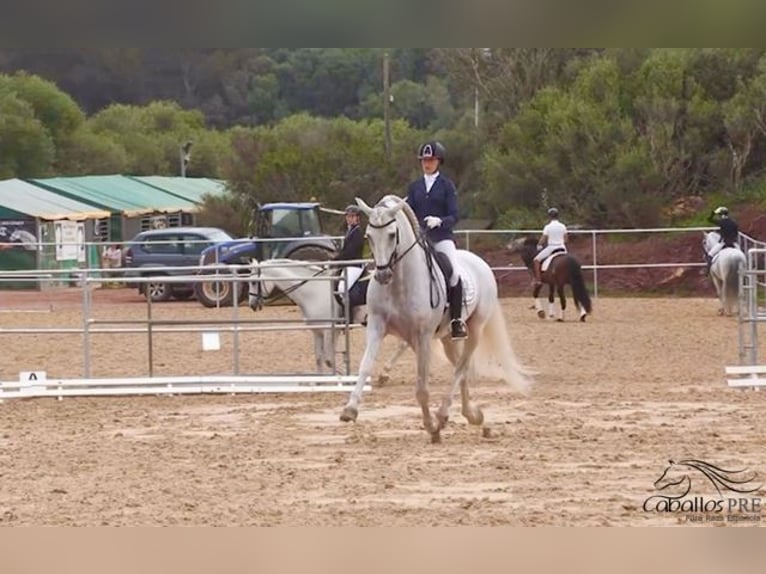 PRE Stallion 10 years 16,2 hh Grey in Mallorca