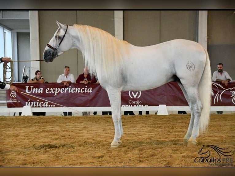 PRE Stallion 10 years 16,2 hh Grey in Mallorca