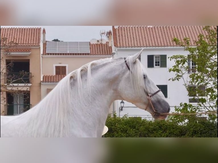 PRE Stallion 10 years 16,2 hh Grey in Mallorca