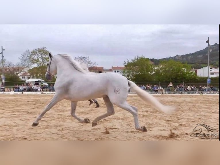 PRE Stallion 10 years 16,2 hh Grey in Mallorca