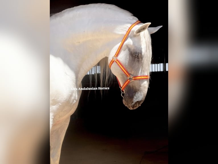 PRE Mix Stallion 10 years 16,2 hh White in Sevilla