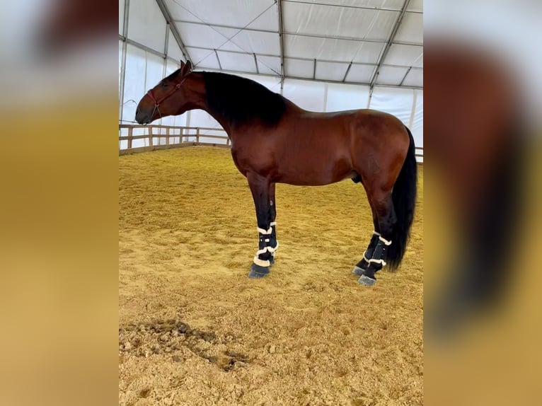 PRE Stallion 10 years 17,1 hh Brown in Cuevas del Almanzora