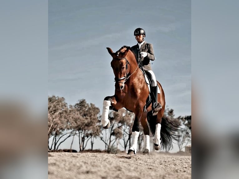 PRE Stallion 10 years 17,1 hh Brown in Cuevas del Almanzora