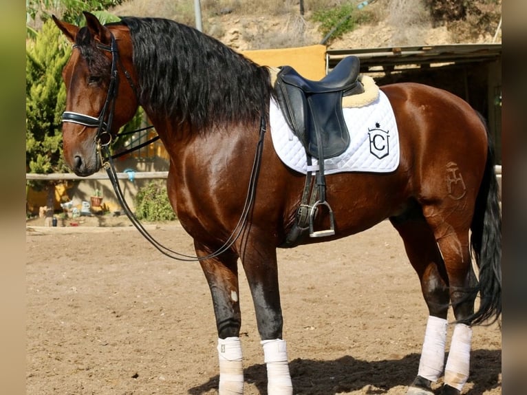 PRE Stallion 10 years 17,1 hh Brown in Cuevas del Almanzora