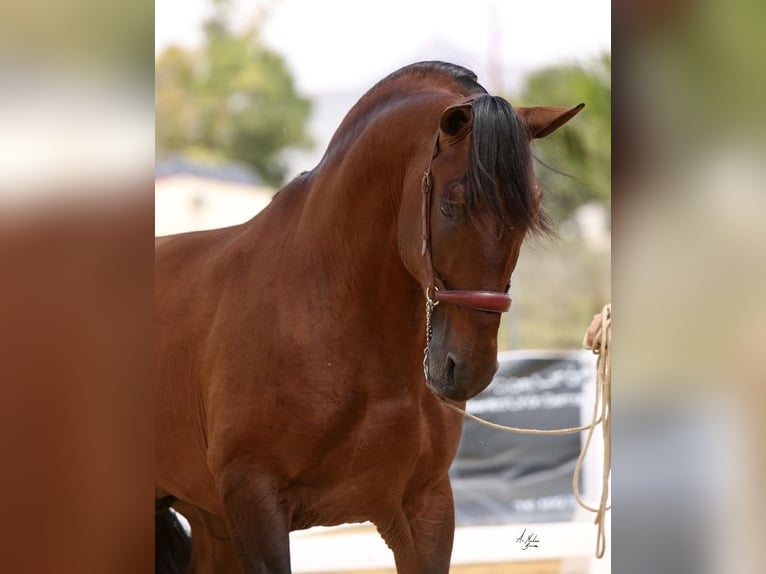 PRE Stallion 10 years 17,1 hh Brown in Cuevas del Almanzora