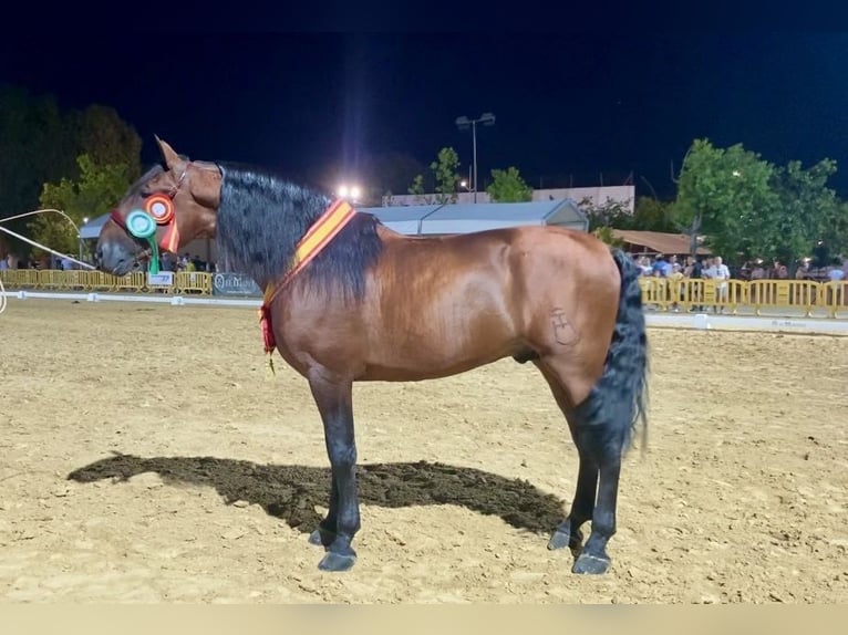 PRE Stallion 10 years 17,1 hh Brown in Cuevas del Almanzora