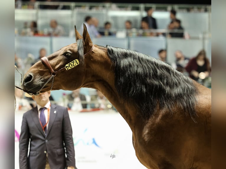 PRE Stallion 10 years 17,1 hh Brown in Cuevas del Almanzora