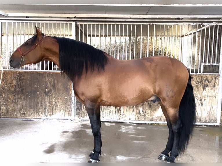 PRE Stallion 10 years 17,1 hh Brown in Cuevas del Almanzora