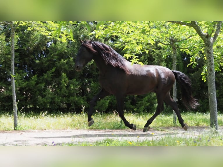 PRE Stallion 10 years 17,2 hh Black in NAVAS DEL MADRONO