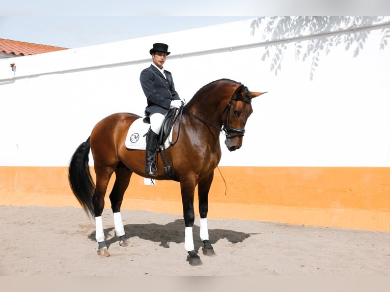 PRE Stallion 10 years 17 hh Bay-Dark in ALBACETE