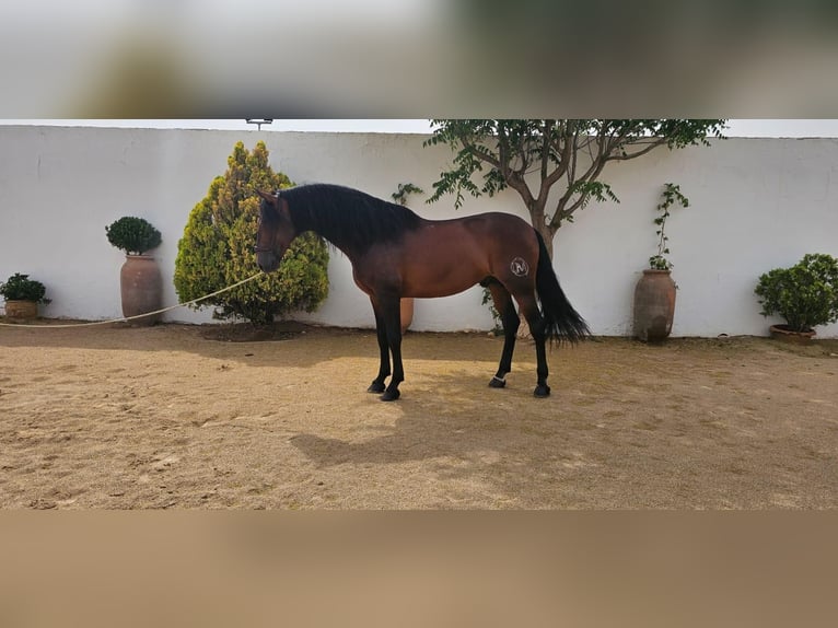 PRE Stallion 10 years 17 hh Bay-Dark in ALBACETE