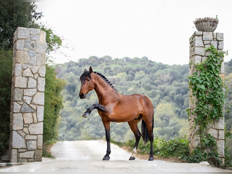 PRE Mix Stallion 10 years 17 hh Bay in Palafolls