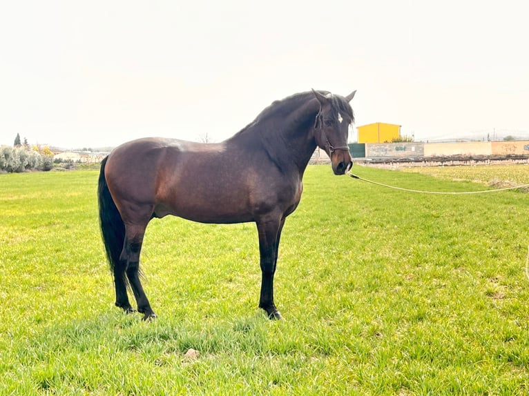 PRE Mix Stallion 10 years 17 hh Brown in Rafelguaraf