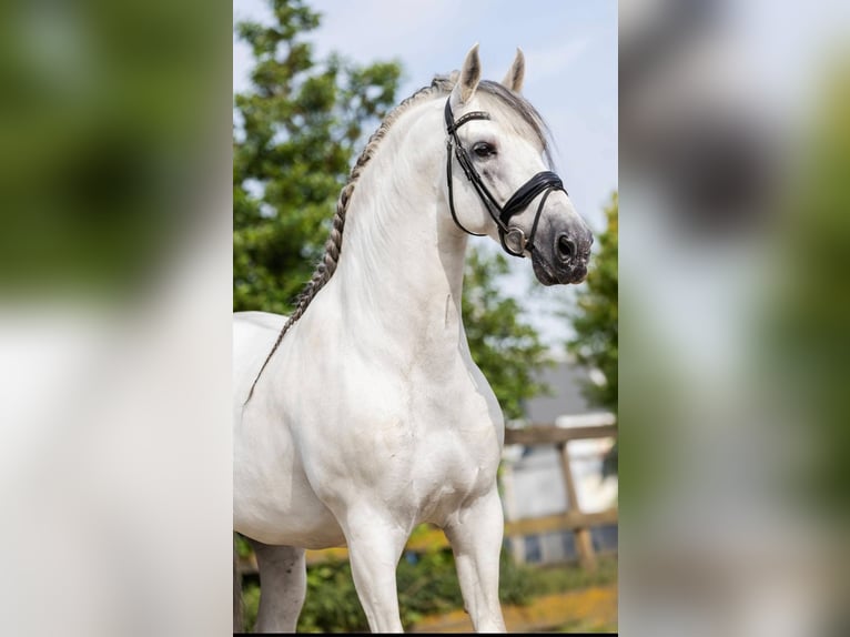 PRE Mix Stallion 10 years 17 hh Gray in Sm