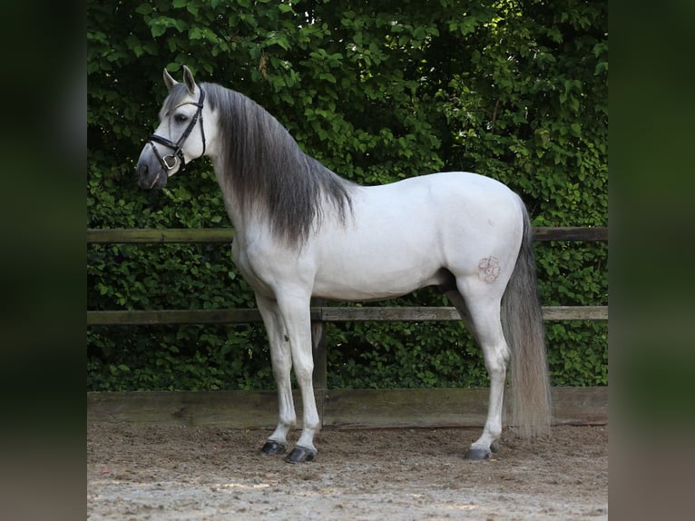 PRE Stallion 10 years 17 hh Gray in Heemskerk