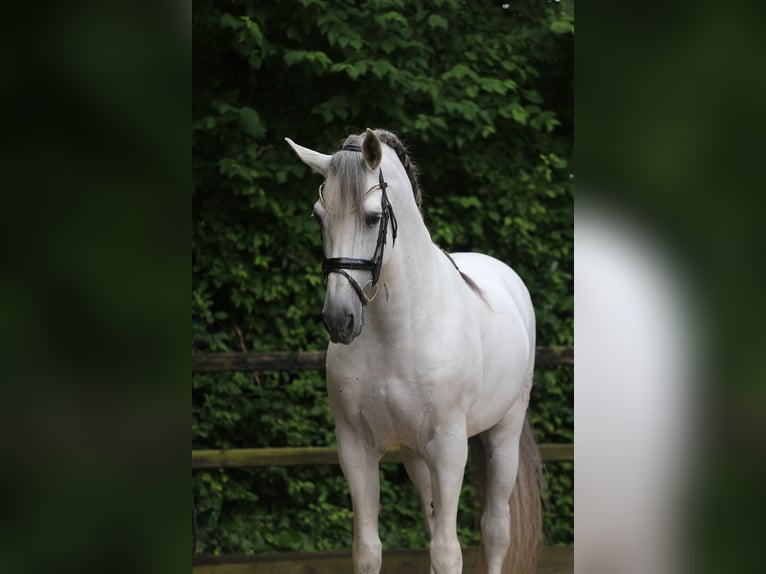 PRE Stallion 10 years 17 hh Gray in Heemskerk