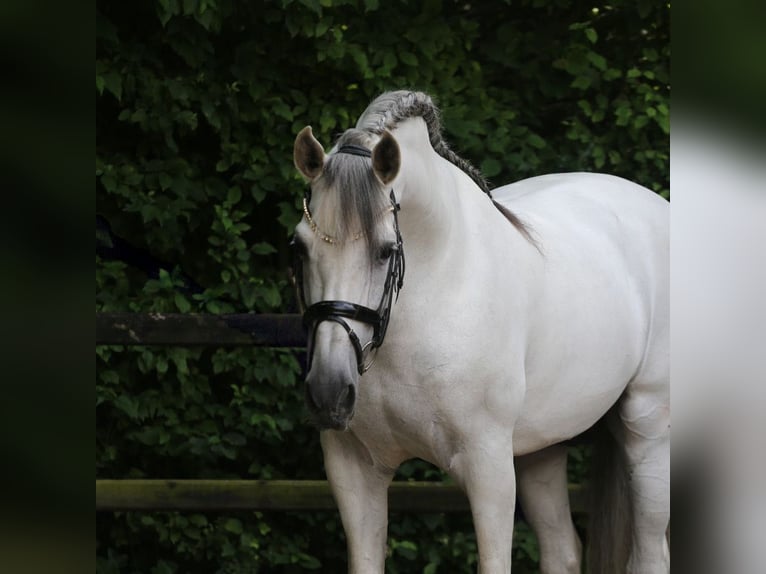 PRE Stallion 10 years 17 hh Gray in Heemskerk