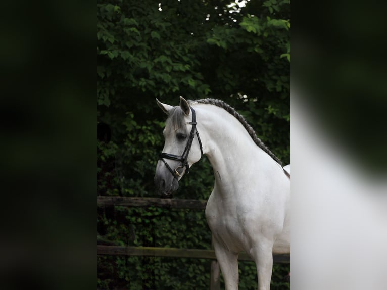 PRE Stallion 10 years 17 hh Gray in Heemskerk