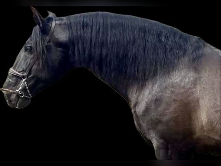 PRE Mix Stallion 10 years 17,2 hh Black in Talavera De La Reina