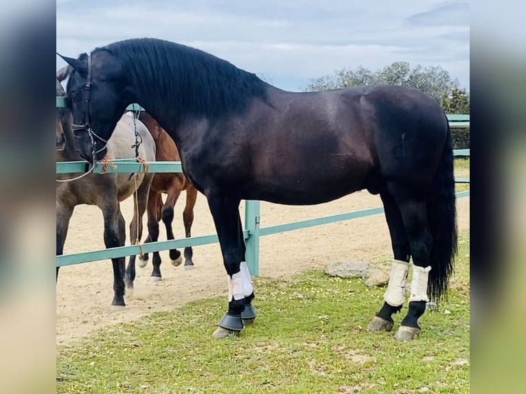PRE Mix Stallion 10 years 17,2 hh Black in Talavera De La Reina