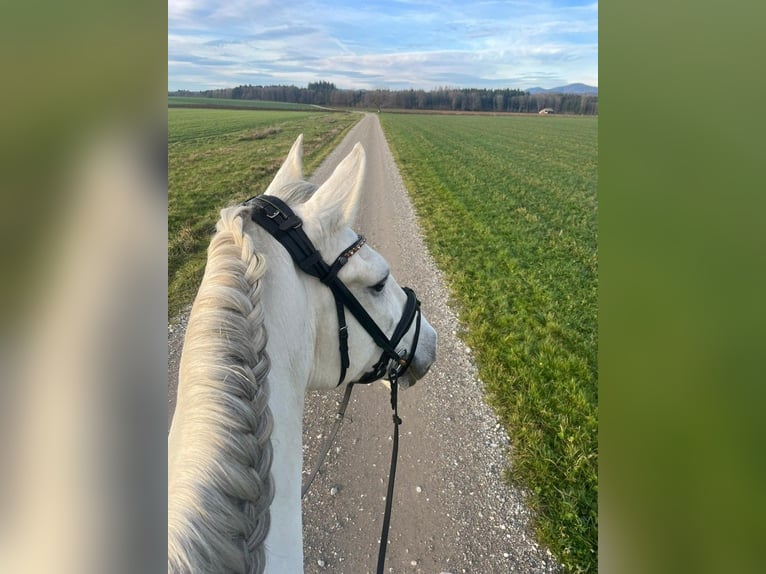 PRE Mix Stallion 10 years in Schopfheim