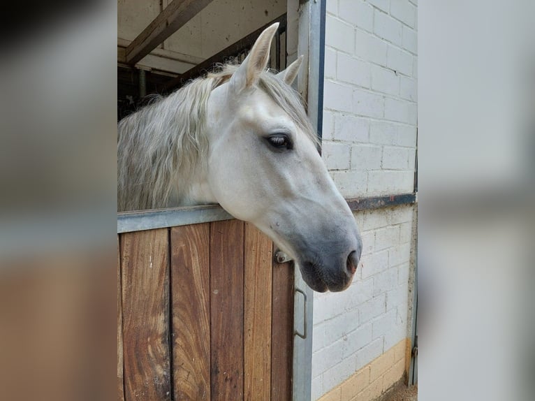 PRE Mix Stallion 10 years in Schopfheim