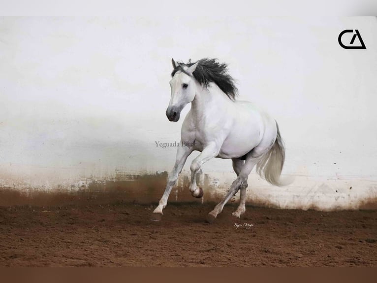 PRE Stallion 11 years 15,2 hh Gray in Puerto Lumbreras