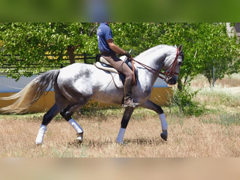 PRE Stallion 11 years 15,2 hh Gray in NAVAS DEL MADROÑO