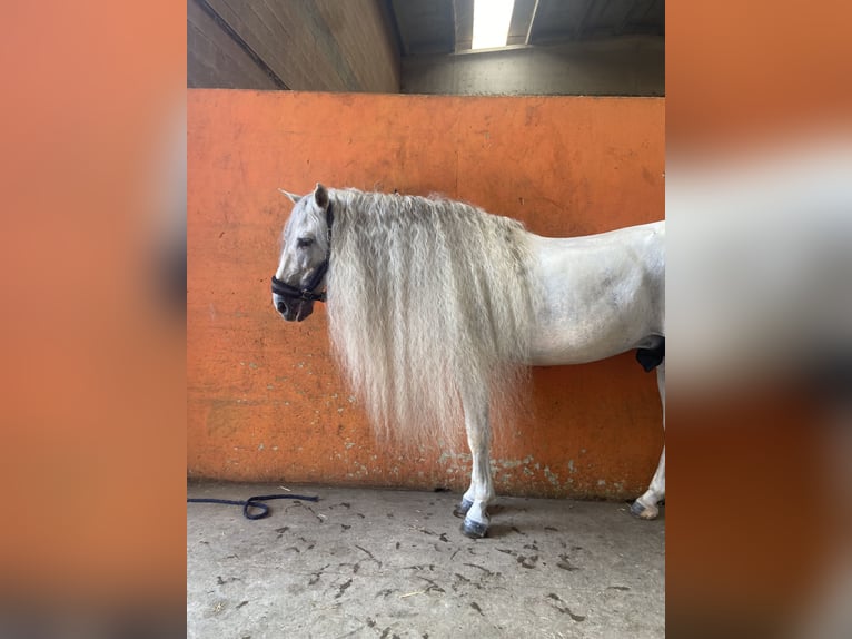 PRE Stallion 11 years 15.2 hh Grey in Lurano