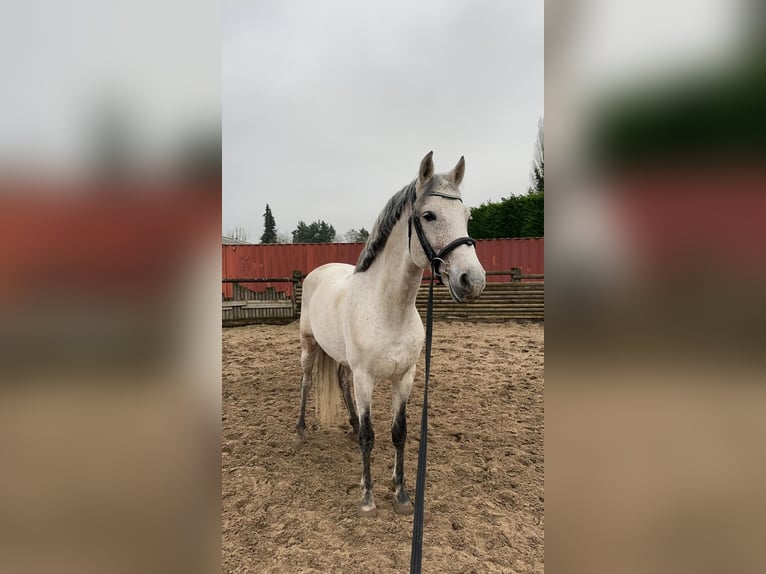 PRE Mix Stallion 11 years 15,2 hh Gray-Fleabitten in Hem