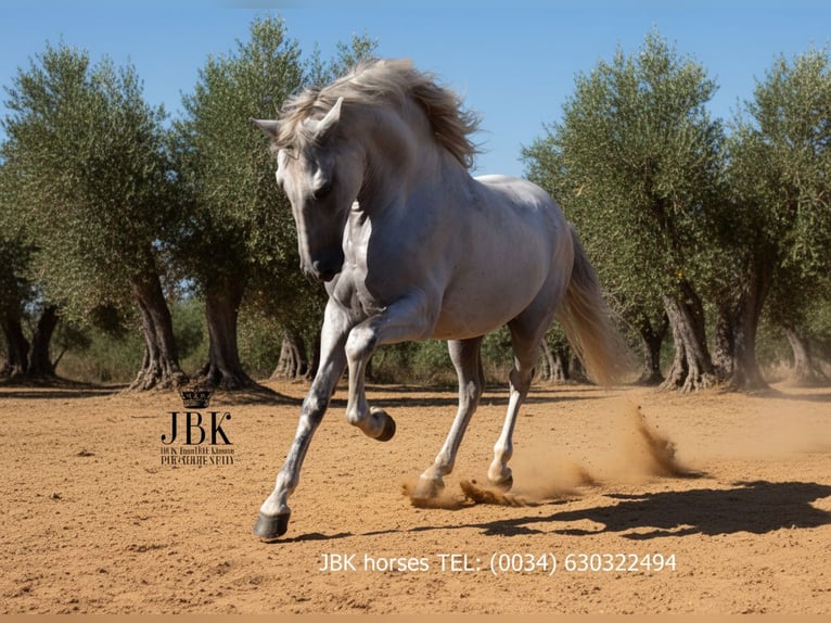 PRE Stallion 11 years 15,2 hh Grey in Tabernas Almeria